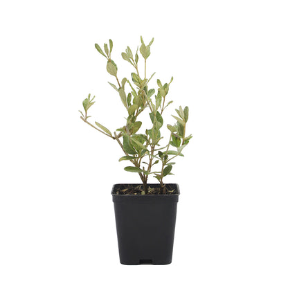 Teucrium fruticans - camedrio femmina (Vaso quadro 7x7x8cm)