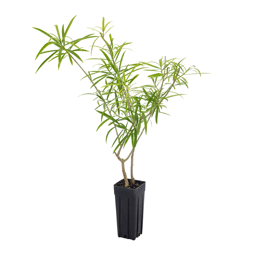 Thevetia peruviana (yellow flower) - Peruvian oleander (Square vase 9x9x20 cm)