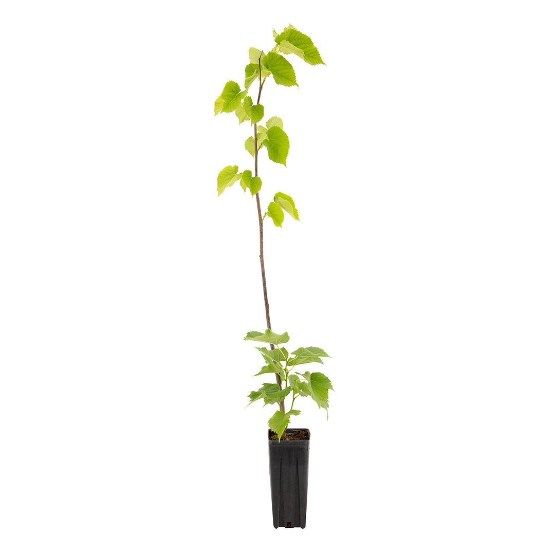 Tilia platyphyllos - common lime tree (Square vase 9x9x20 cm)
