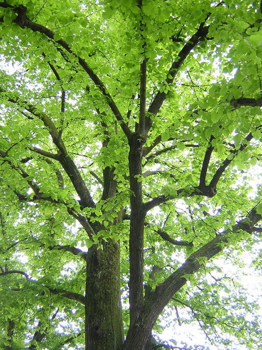 Tilia platyphyllos - tiglio comune (Alveolo forestale)