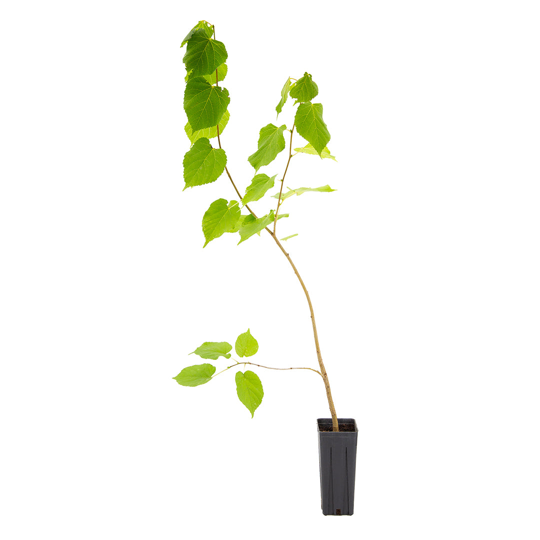Tilia cordata - tiglio selvatico (Vaso quadro 9x9x20 cm)