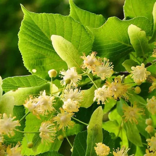 Tilia cordata fiori