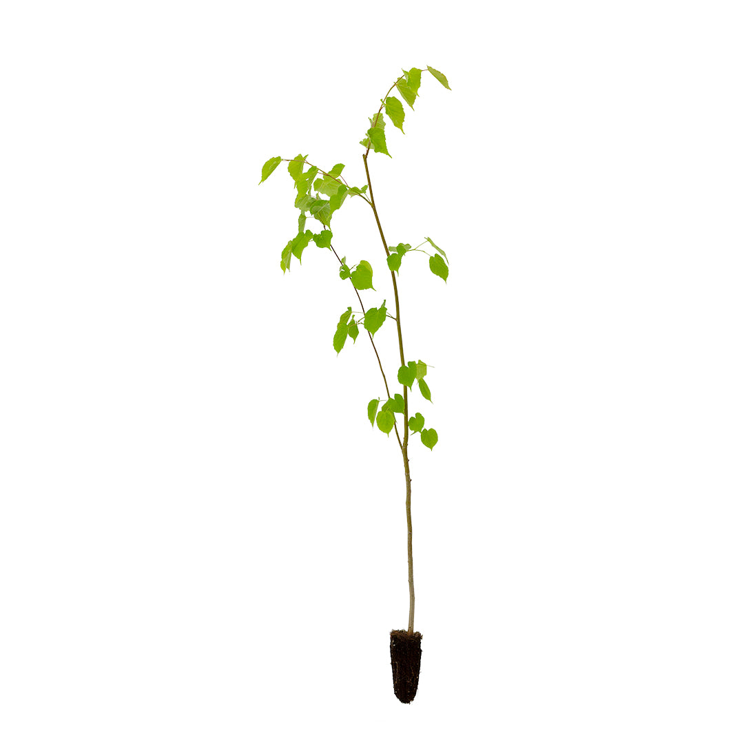 Tilia cordata - tiglio selvatico (Alveolo forestale)