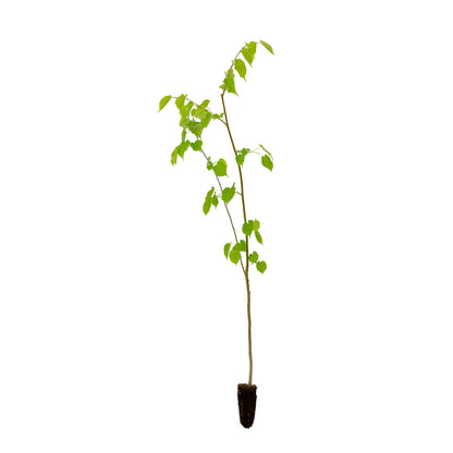 Tilia cordata - tiglio selvatico (Alveolo forestale)