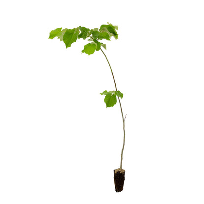 Tilia tomentosa - tiglio argentato (Alveolo forestale)