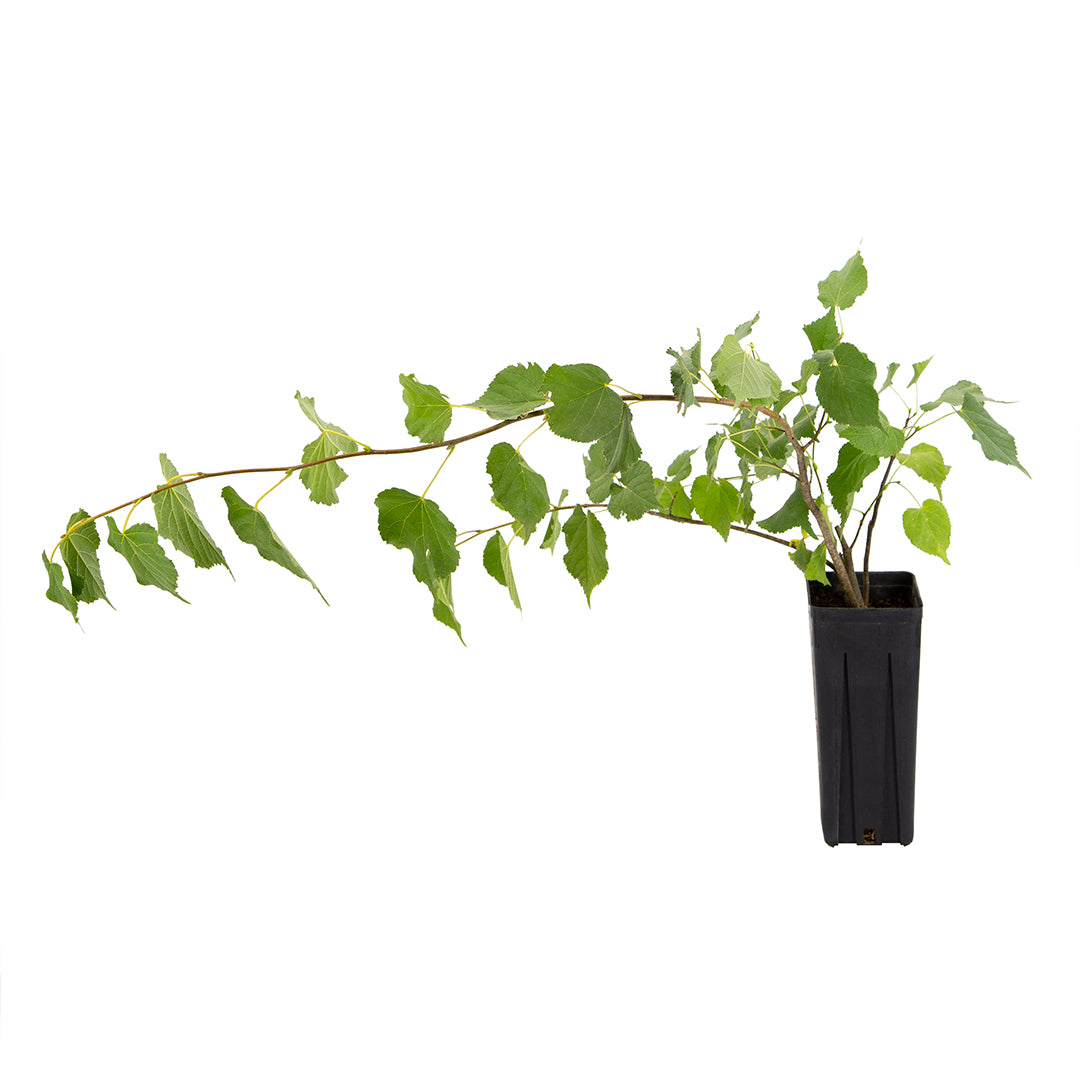 Tilia cordata - wild lime tree (Square vase 9x9x20 cm)