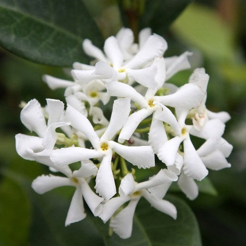 Trachelospermum (syn. Rhyncospermum) jasminoides - false jasmine (15 cm pot)