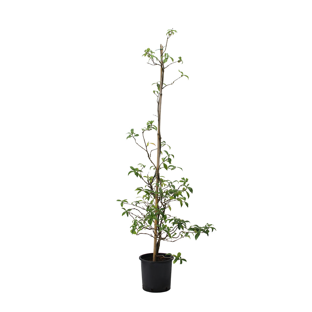 Trachelospermum (sin. Rhyncospermum) jasminoides - falso gelsomino (Vaso 20 cm)