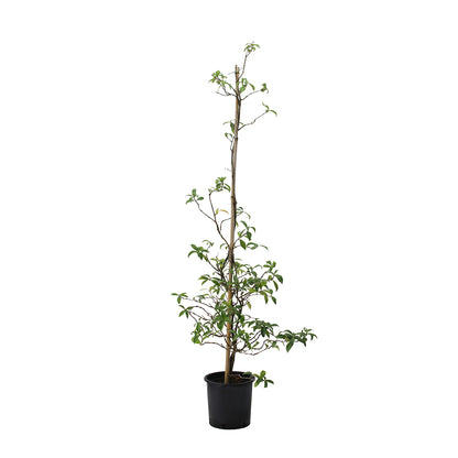 Trachelospermum (sin. Rhyncospermum) jasminoides - falso gelsomino (Vaso 20 cm)