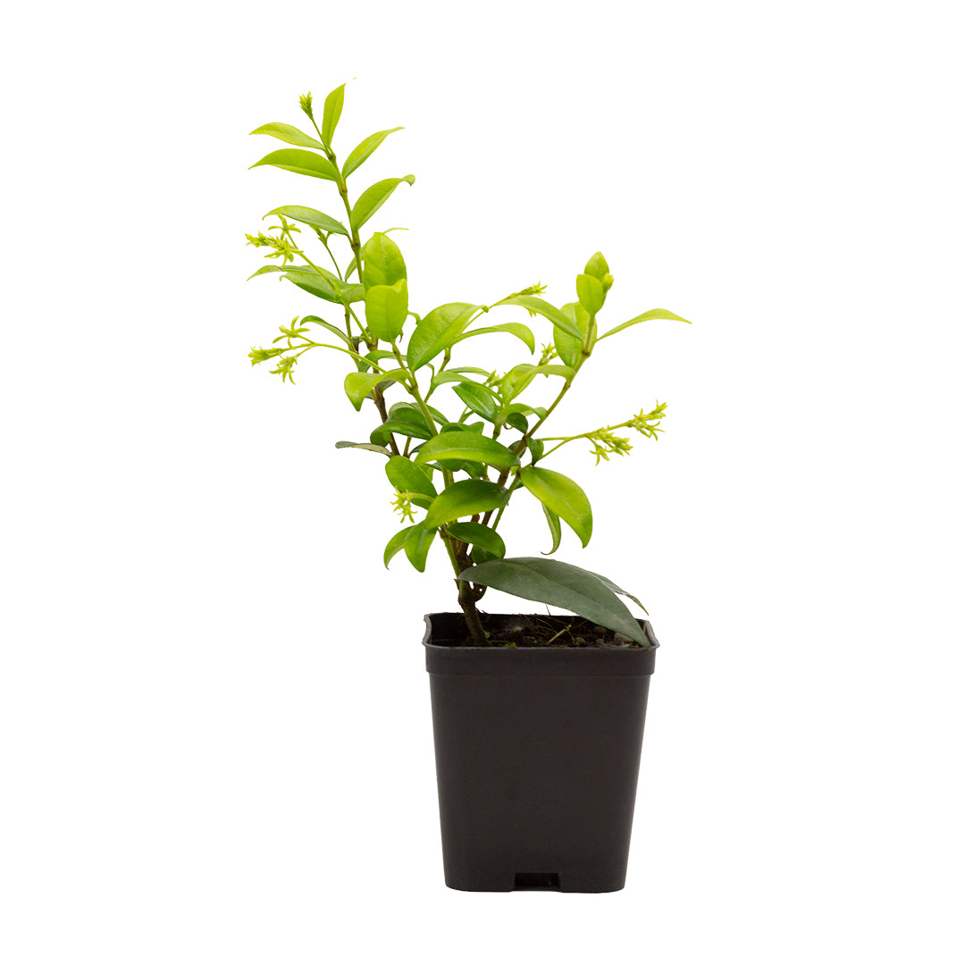 Trachelospermum (sin. Rhyncospermum) jasminoides - falso gelsomino (Vaso quadro 7x7x8 cm)