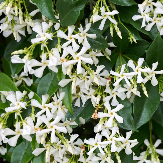 Trachelospermum (sin. Rhyncospermum) jasminoides - falso gelsomino (Vaso quadro 7x7x8 cm)