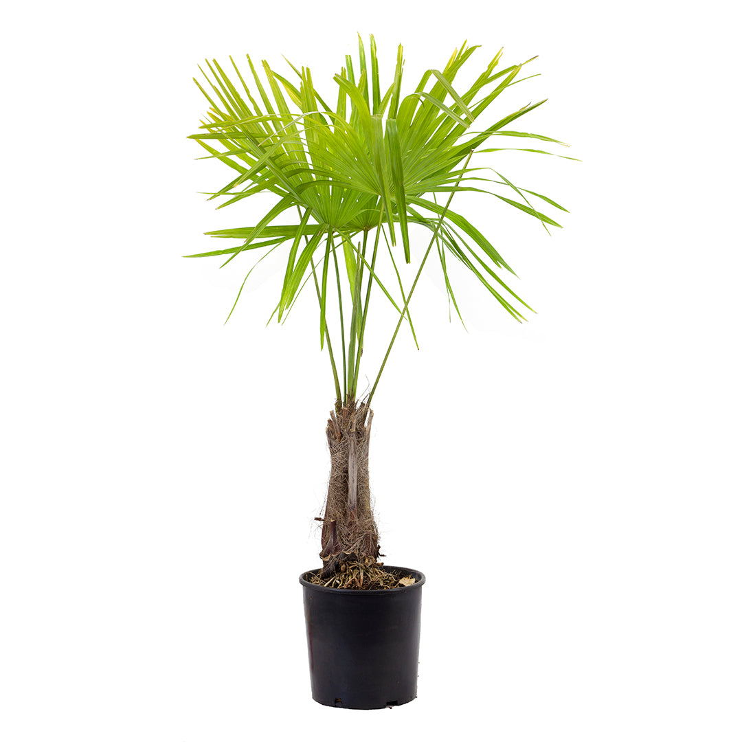 Trachycarpus fortunei - palma cinese (Vaso 24 cm)