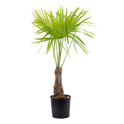 Trachycarpus fortunei - palma cinese (Vaso 24 cm)