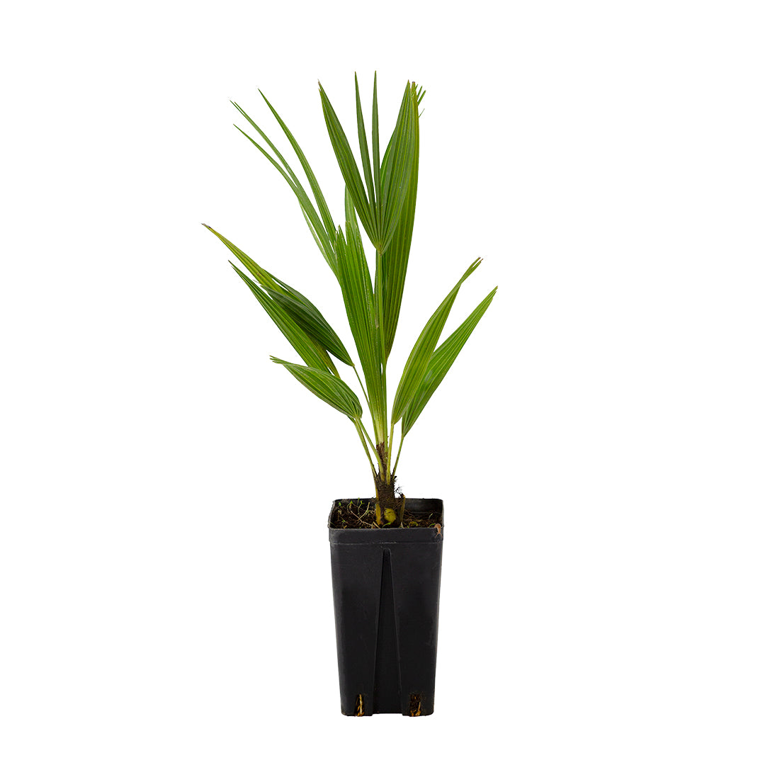 Trachycarpus fortunei - palma cinese (Vaso quadro 12x12x20 cm)