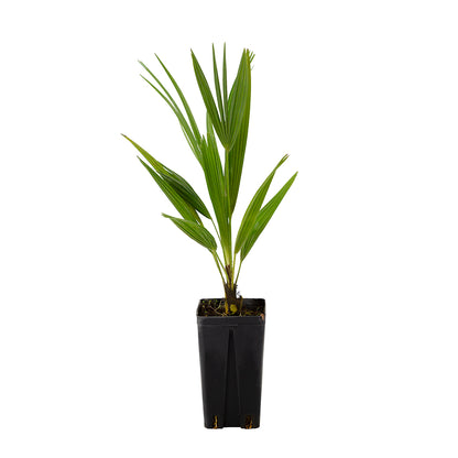 Trachycarpus fortunei - palma cinese (Vaso quadro 12x12x20 cm)