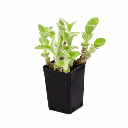 Tradescantia sillamontana - tradescanzia tomentosa (Square vase 7x7x10 cm)