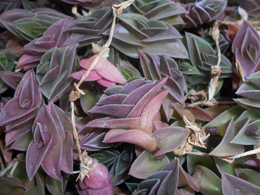 Tradescantia navicularis - tradescanzia (Square vase 7x7x10 cm)