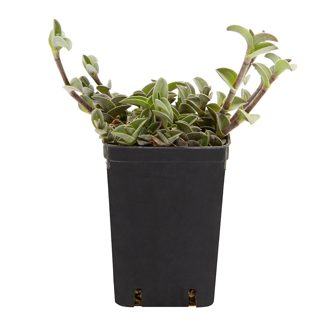 Tradescantia navicularis - tradescanzia (Vaso quadro 7x7x10 cm)