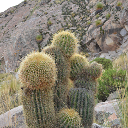 Trichocereus bertramianus pianta in vaso di VivaiMDB