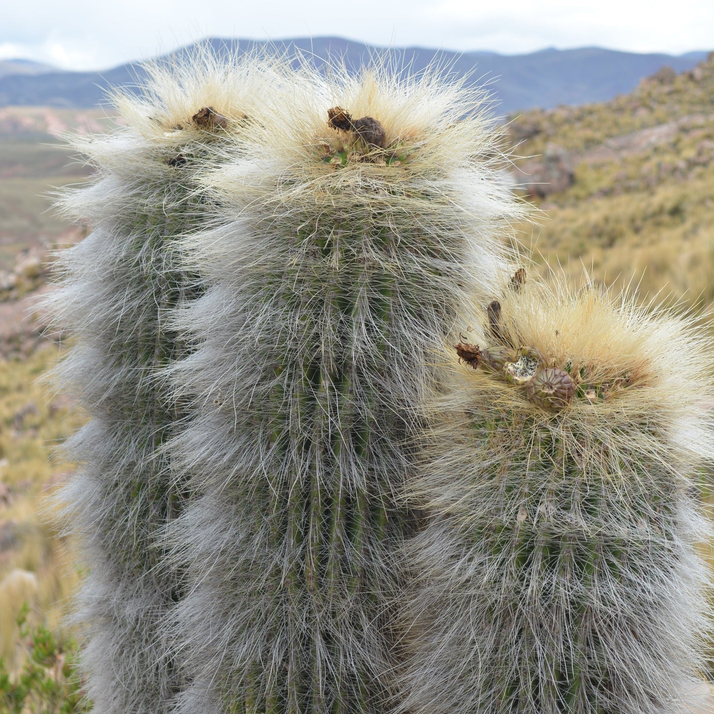 Trichocereus bertramianus pianta in vaso di VivaiMDB