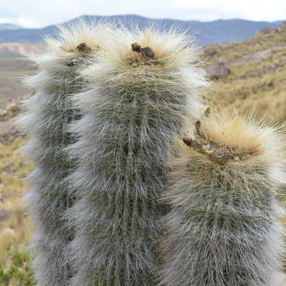 Trichocereus bertramianus pianta in vaso di VivaiMDB