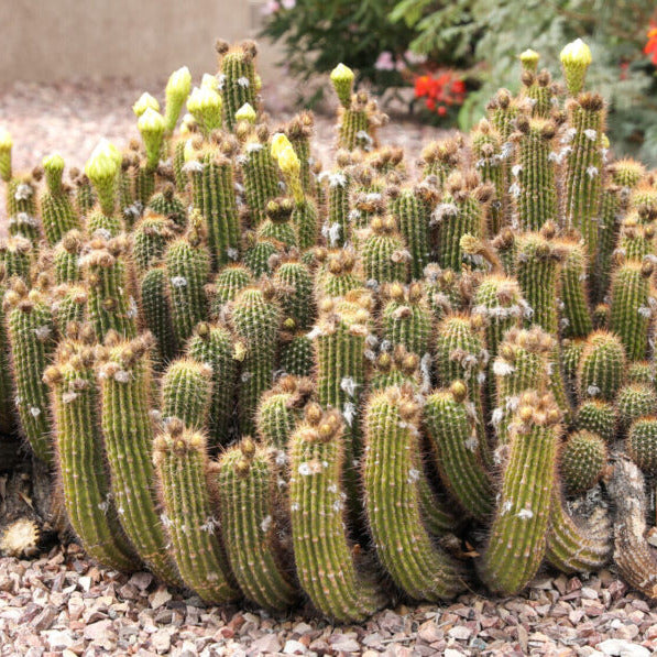 Trichocereus hybrid - ibrido (Vaso 15 cm)