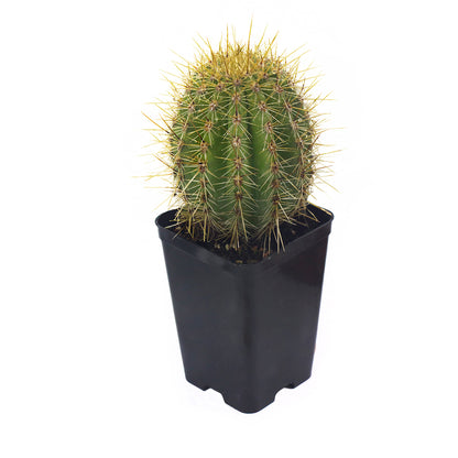 Trichocereus bertramianus - cactus di montagna MDB4 Cerro Comanche di Bolivia (Vaso quadro 7x7x10 cm)
