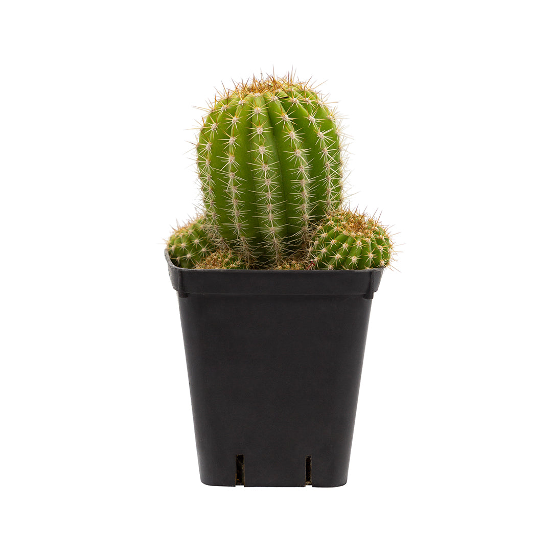 Trichocereus hybrid - hybrid (Square vase 7x7x10 cm)