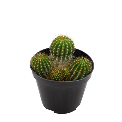 Trichocereus hybrid - ibrido (Vaso 15 cm)