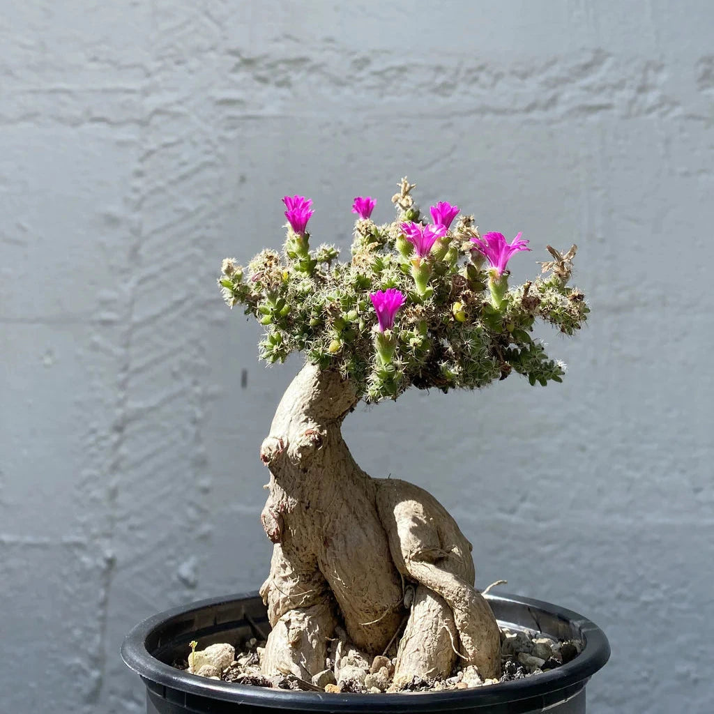Trichodiadema bulbosum - (Vaso quadro 7x7x10 cm)