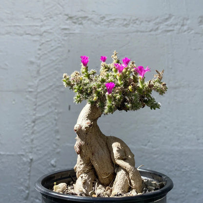 Trichodiadema bulbosum - (Vaso quadro 7x7x10 cm)