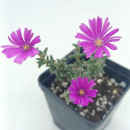 Trichodiadema bulbosum - (Vaso quadro 7x7x10 cm)