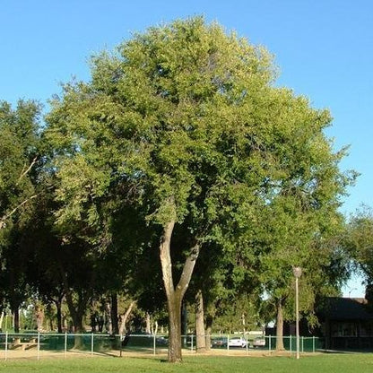 Ulmus pumila - Siberian elm (Square vase 9x9x20 cm)