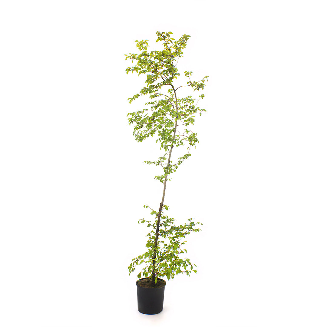 Ulmus minor - field elm (18 cm vase)