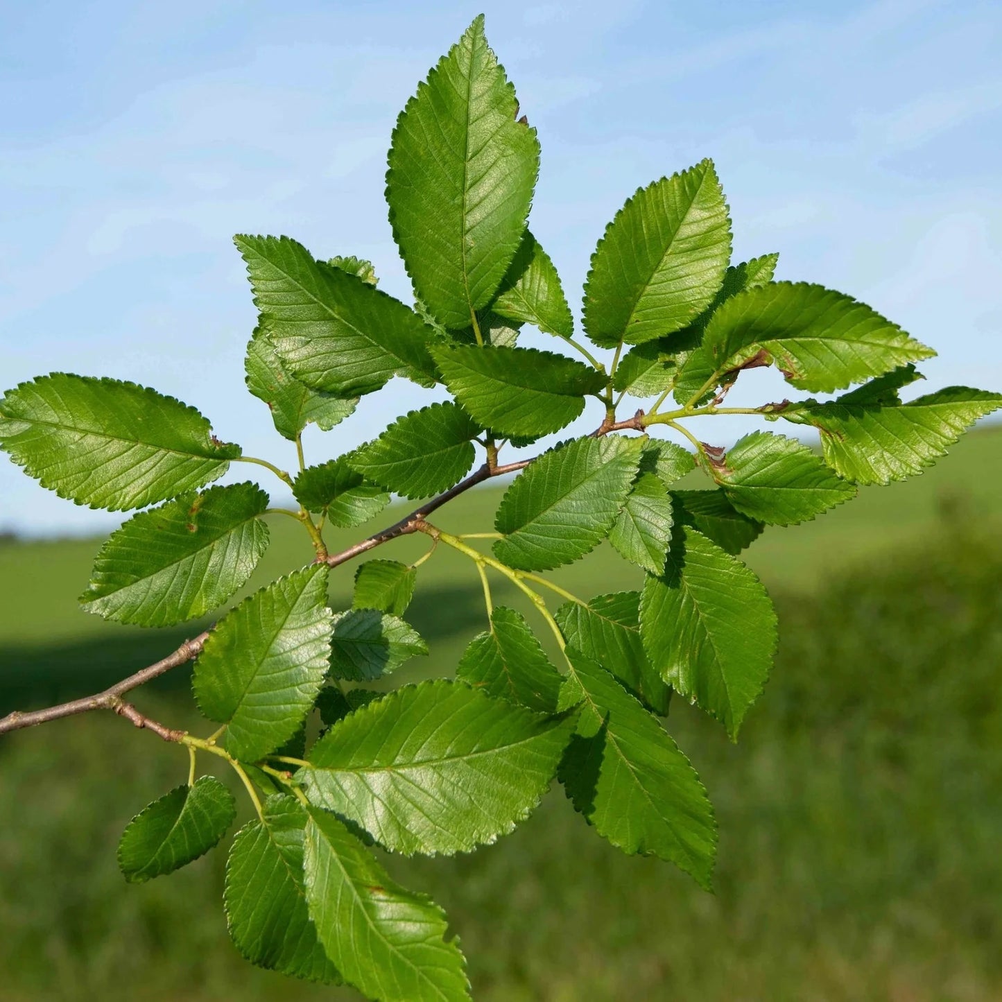 Ulmus minor - olmo campestre (Vaso quadro 9x9x20 cm)