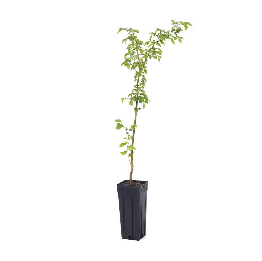 Ulmus minor - olmo campestre (Vaso quadro 9x9x20 cm)