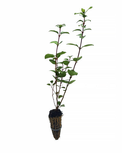 Viburnum tinus - Tino (Alveolo forestale)