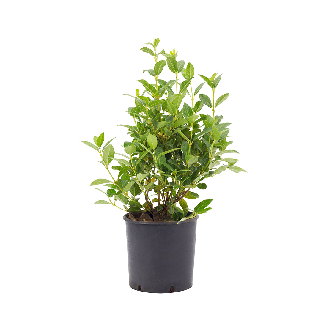 Viburnum tinus cv. “eve price” - Compact Tino (18 cm vase)