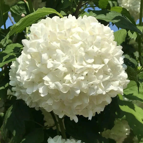 Viburnum opulus cv. "roseum" - pallon di maggio (Vaso 18 cm)