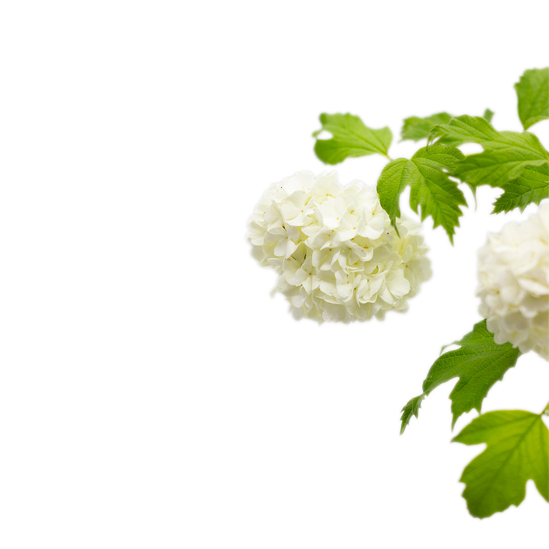 Viburnum opulus cv. "roseum" - pallon di maggio (Vaso quadro 7x7x8 cm)