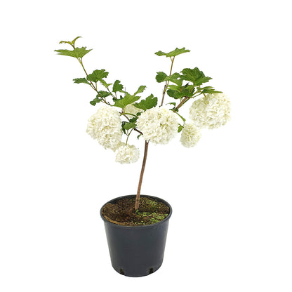 Viburnum opulus cv. "roseum" - viburnum (18 cm vase)