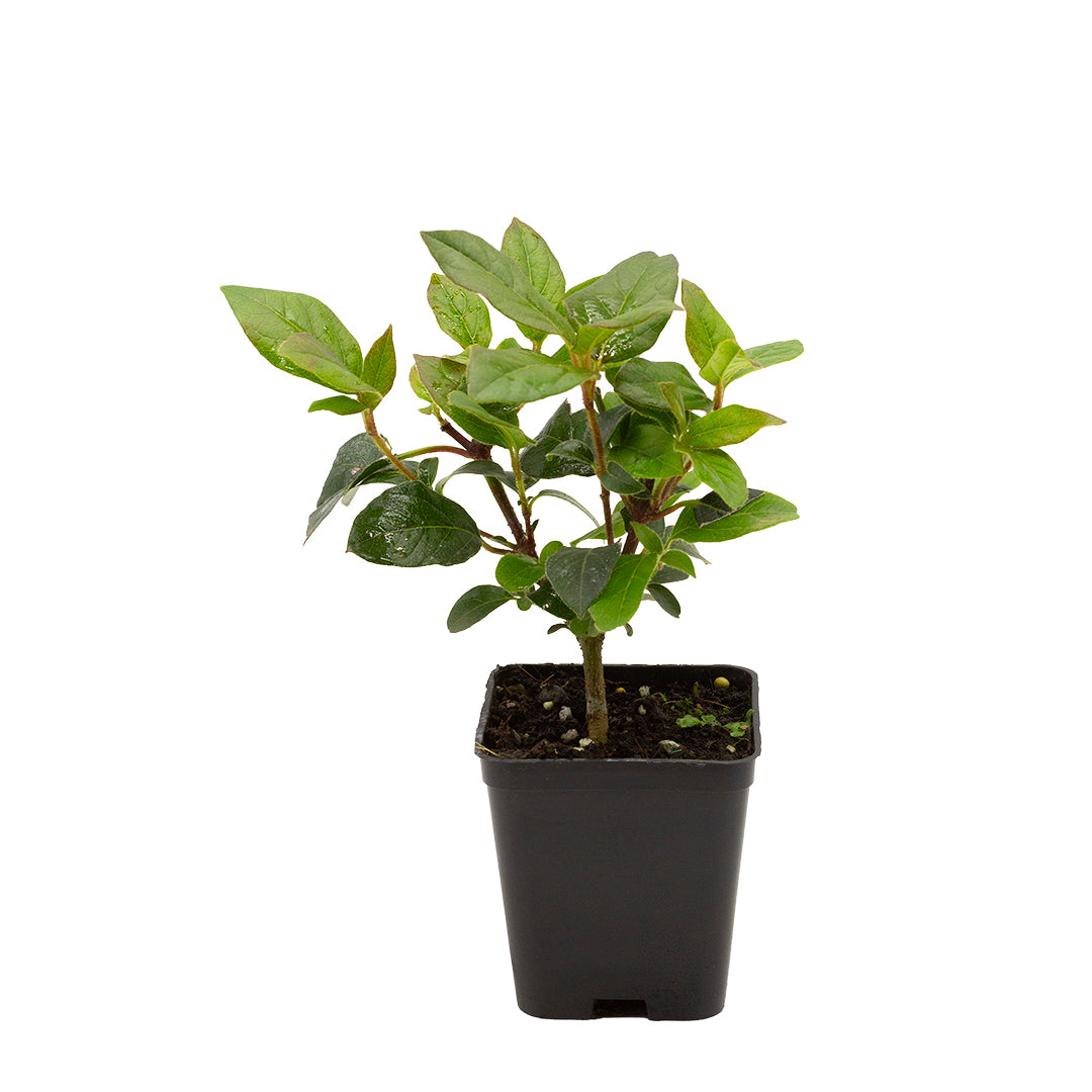Viburnum tinus cv. “eve price” - tino compatto (Vaso quadro 7x7x8 cm)