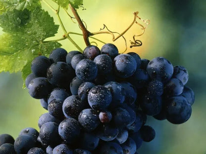 Vitis labrusca - Black Strawberry Grape (Forestry Alveolus)