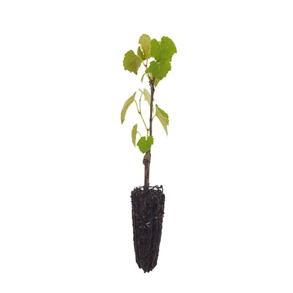 Vitis labrusca - Black Strawberry Grape (Forestry Alveolus)