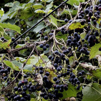 Vitis labrusca - Black Strawberry Grape (Forestry Alveolus)