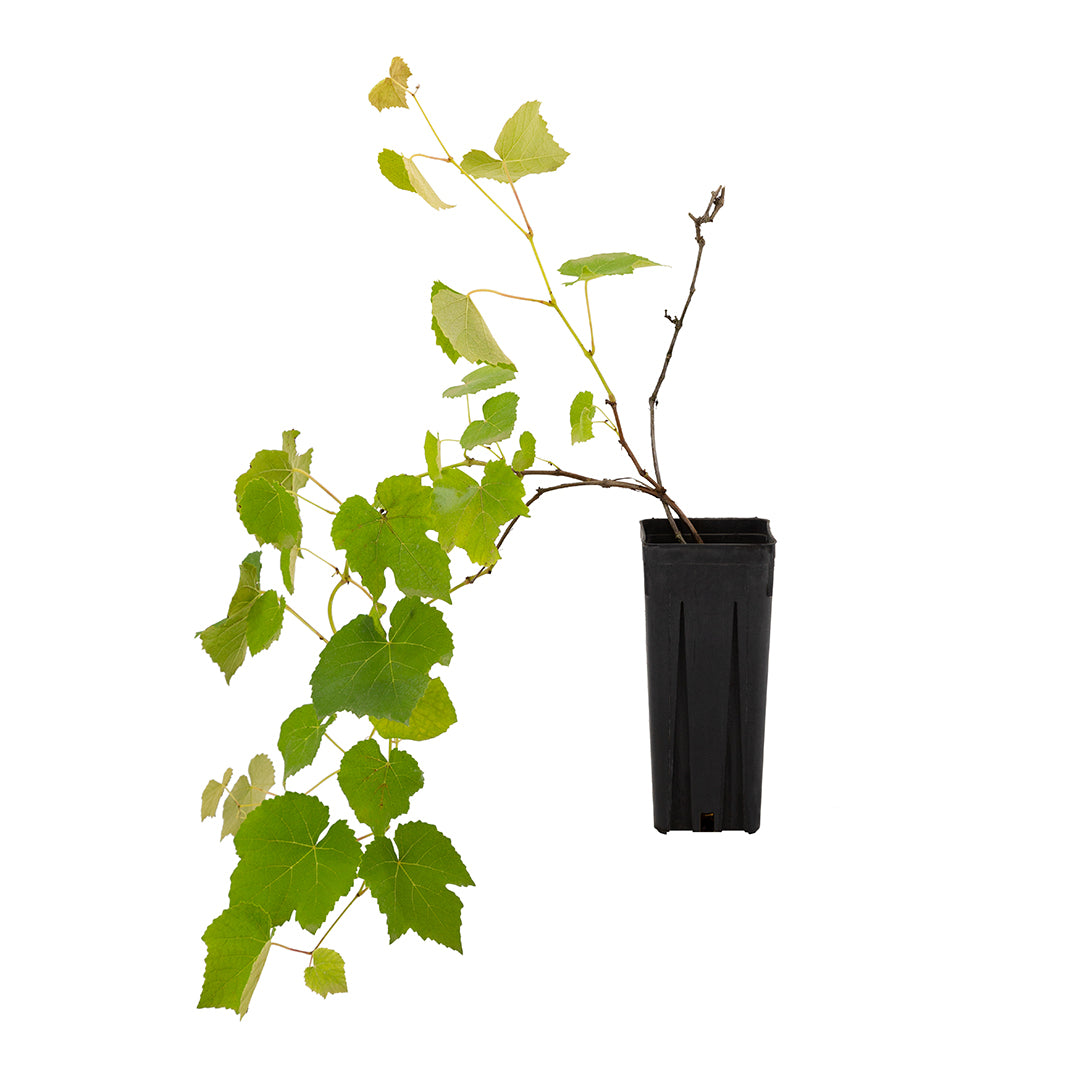 Vitis labrusca - uva fragola nera (Vaso quadro 9x9x20 cm)
