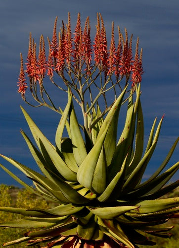 Aloe littoralis - aloe (Vaso quadro 7x7x10 cm)