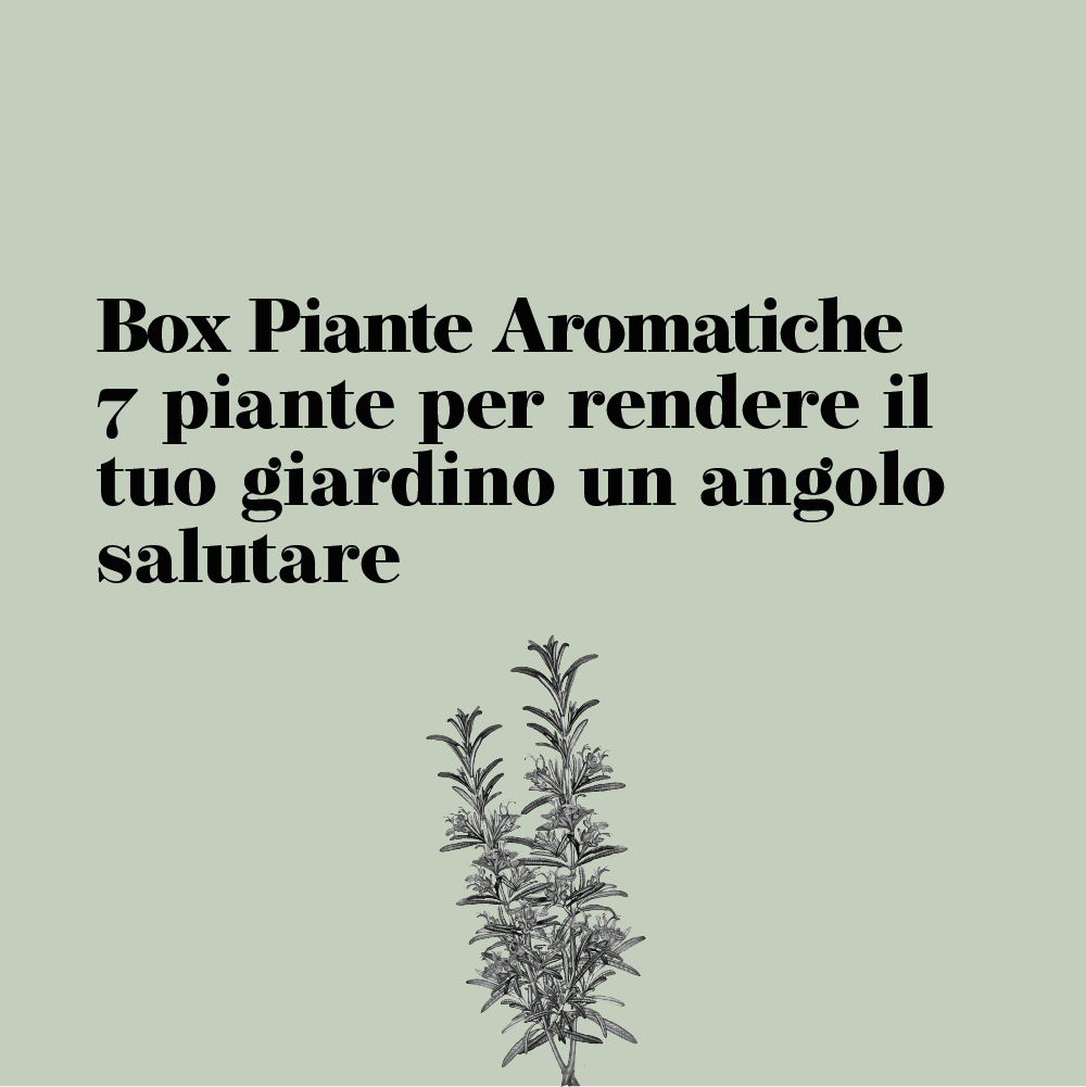 Aromatica - Box Natale - Piante Aromatiche e Officinali