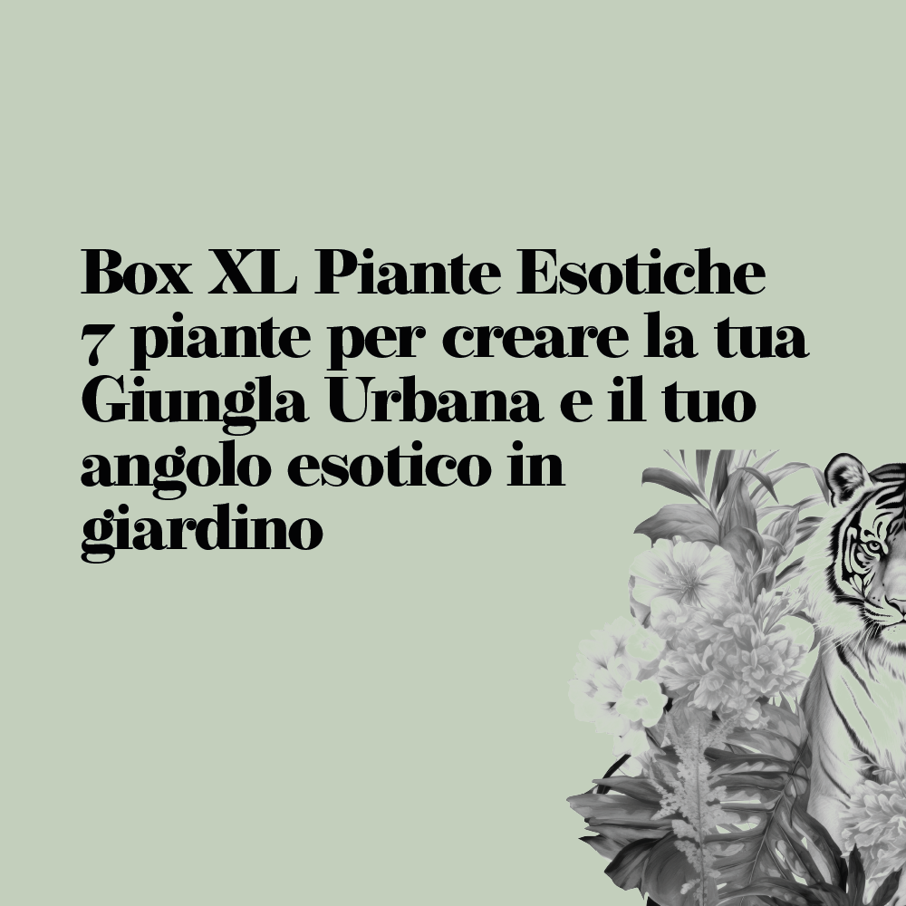 Esotico XL - Box Natale - Piante Esotiche e Tropicali