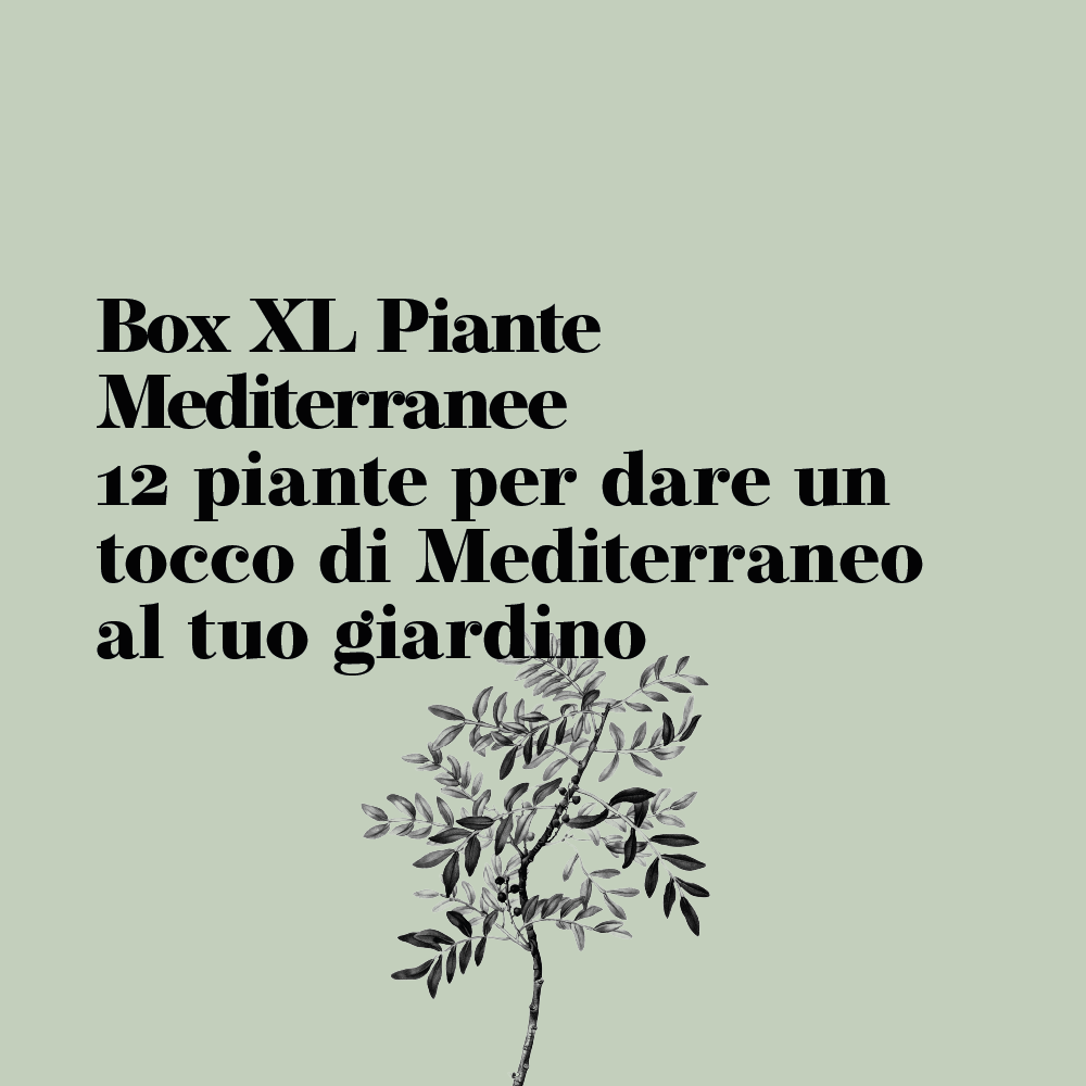 Mediterraneo XL - Box Natale - Piante Autoctone e Giardino Mediterraneo